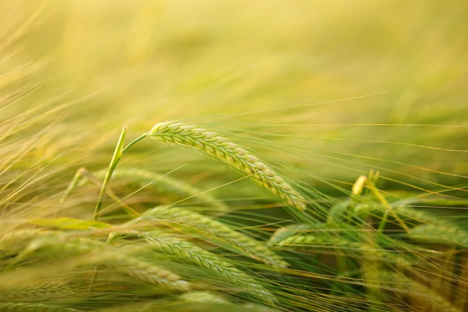 Barley green plants.