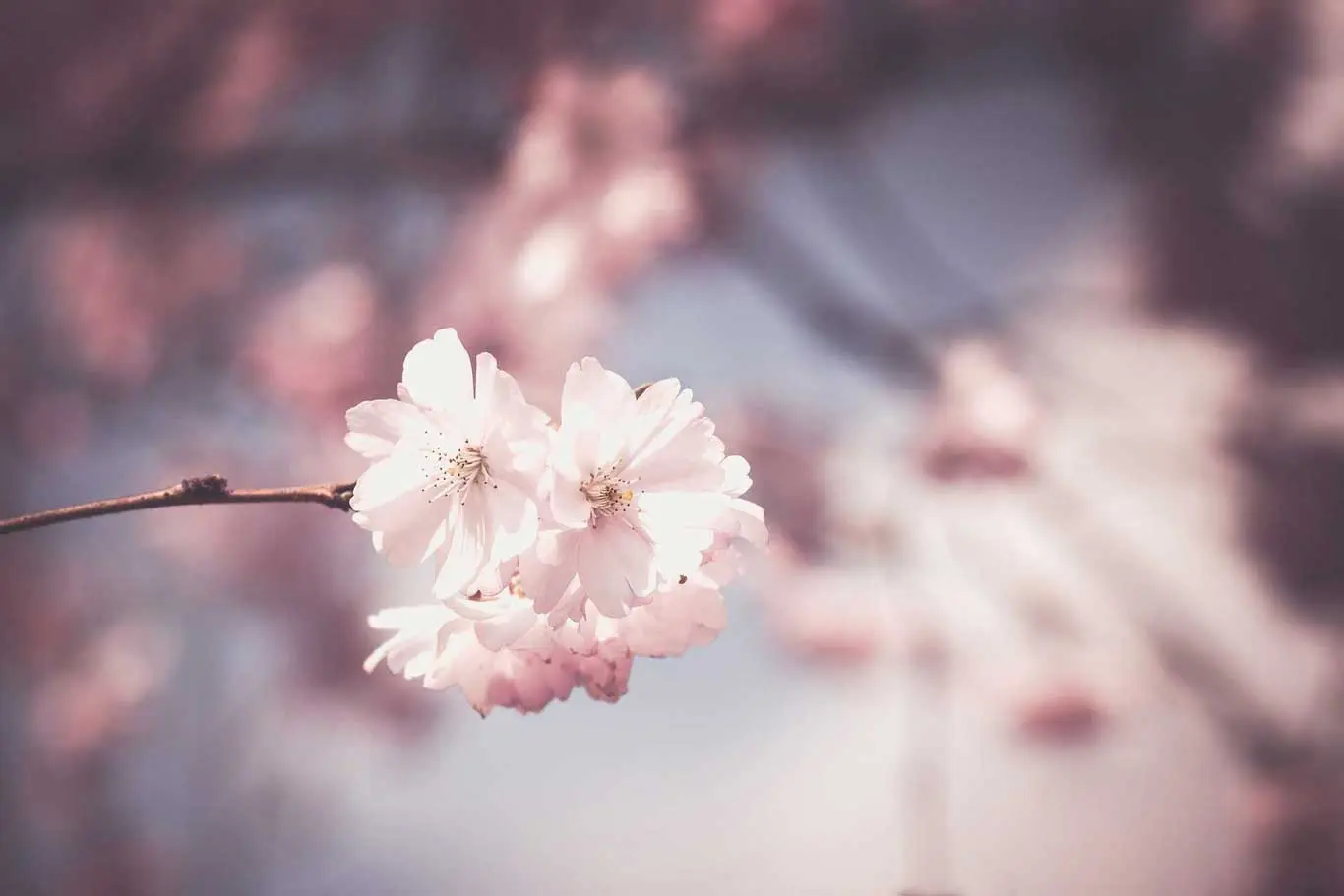 A beautidul cherry blossom tree.