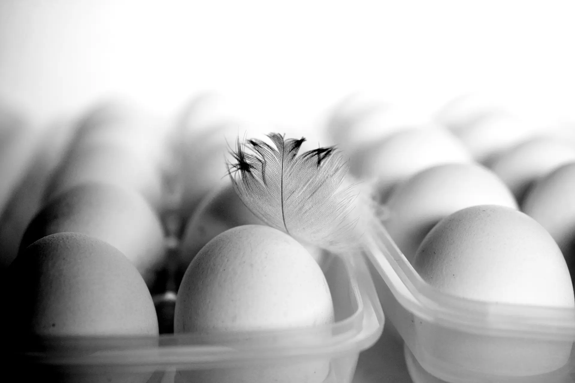The best egg laying hens in town.