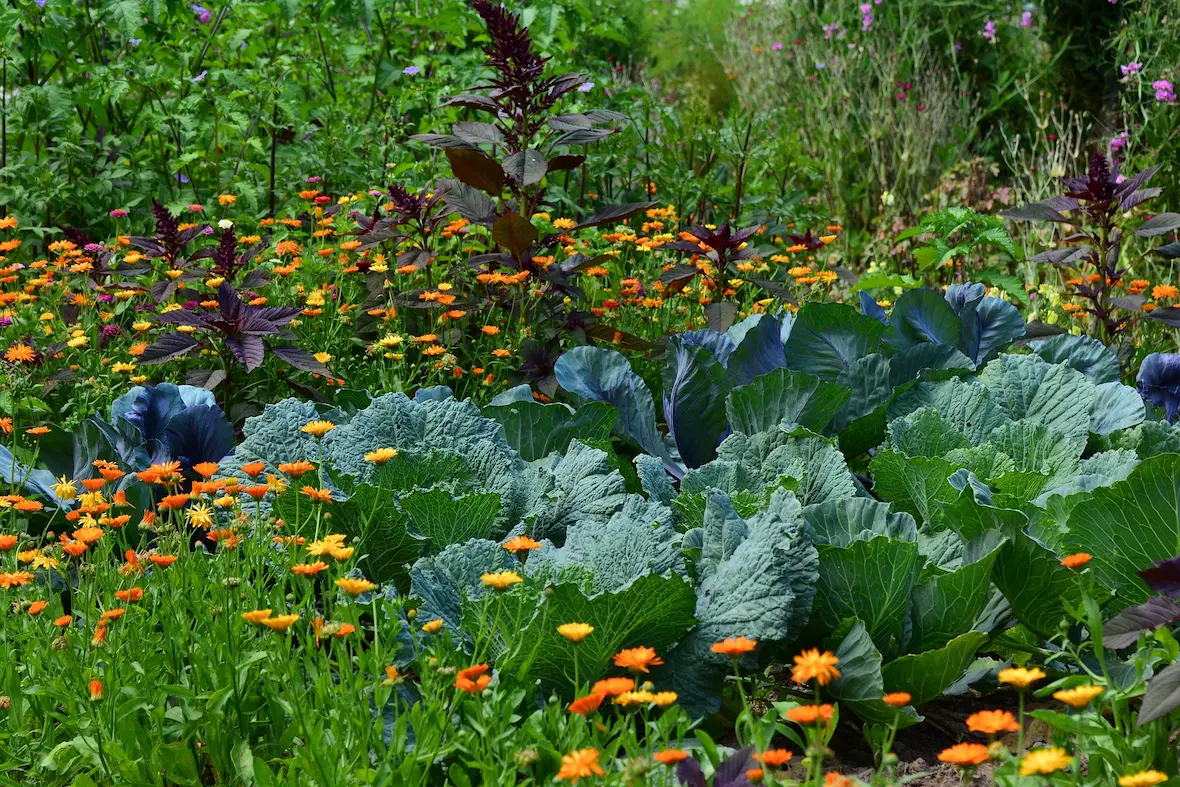 A beautiful vegetable garden.
