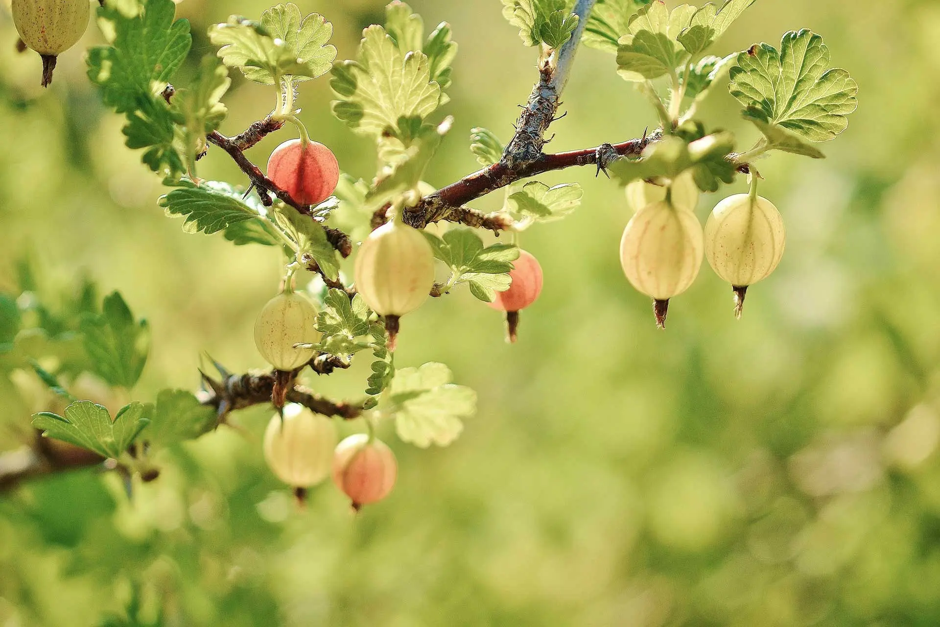 Gooseberry tree.