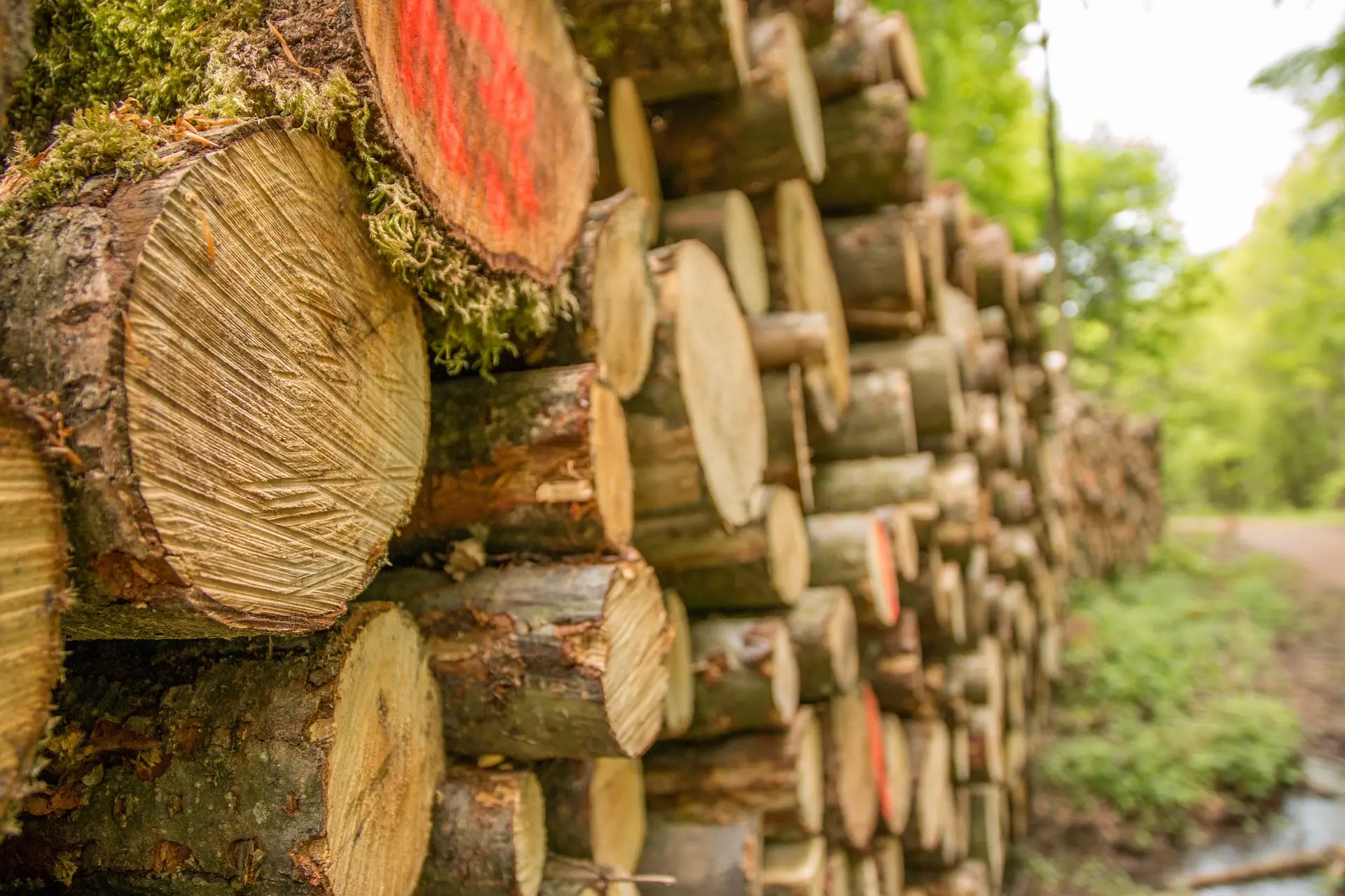 Harvesting of trees.