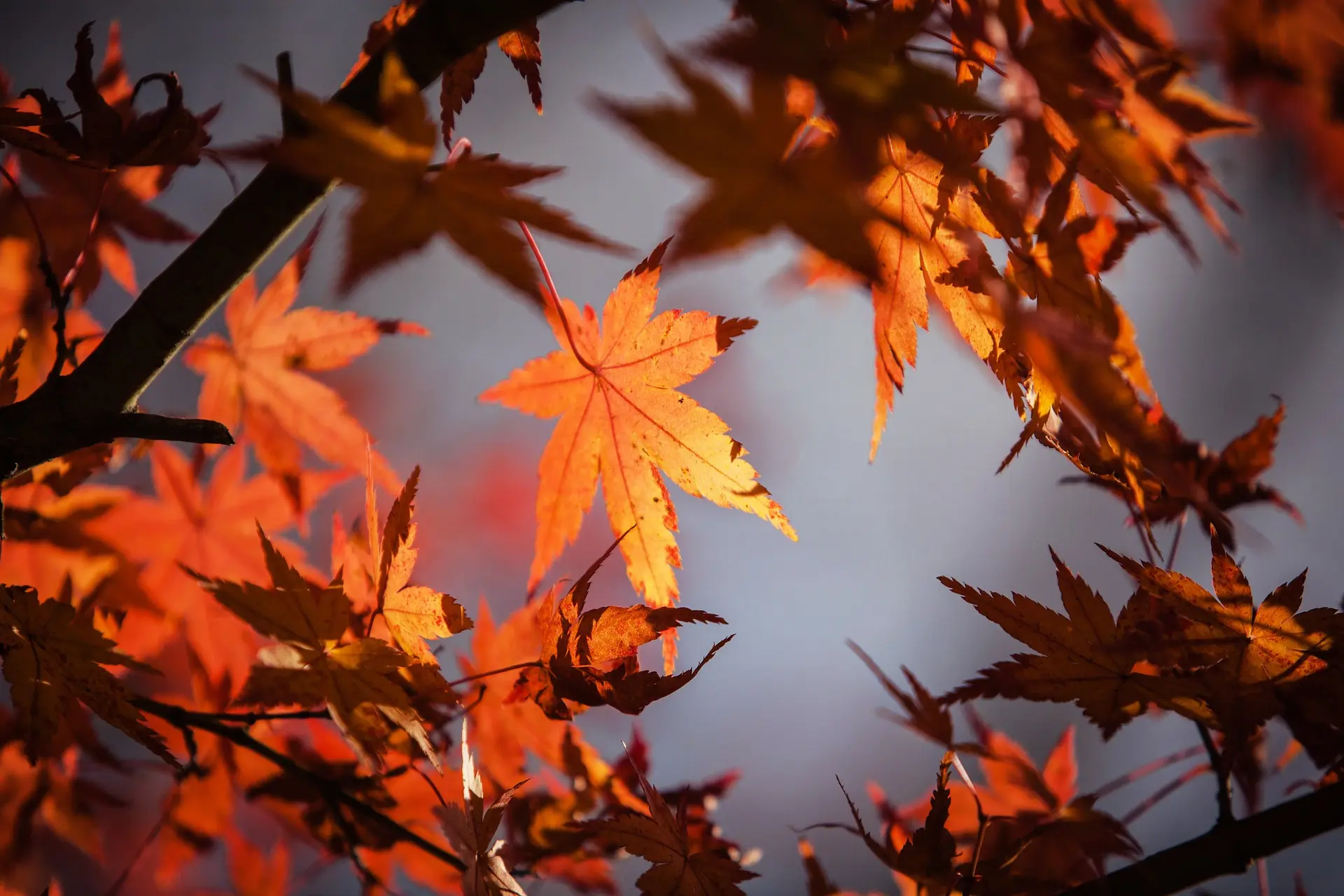 Maple leaves during autumn.