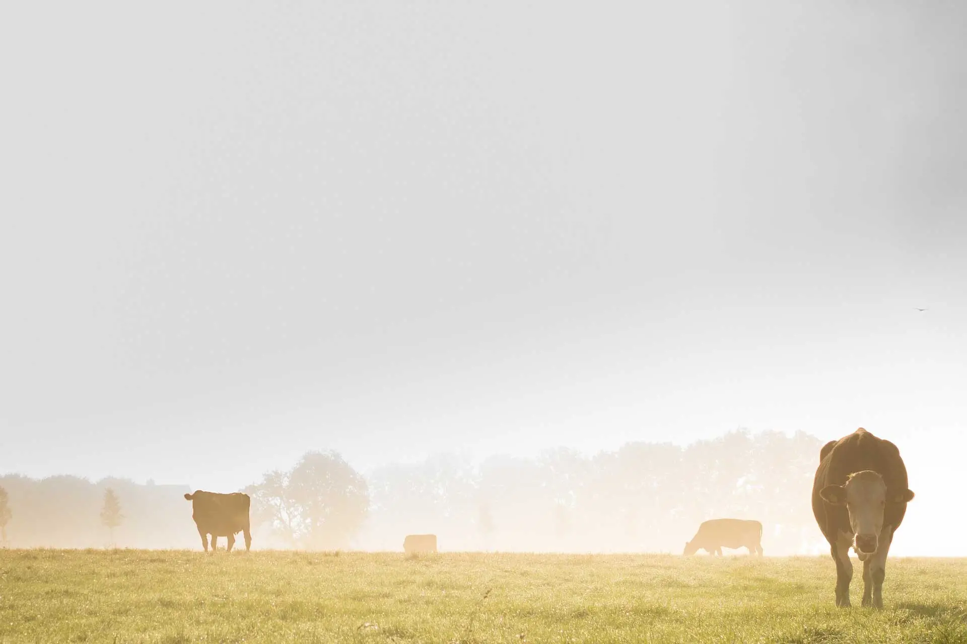 A cow field.