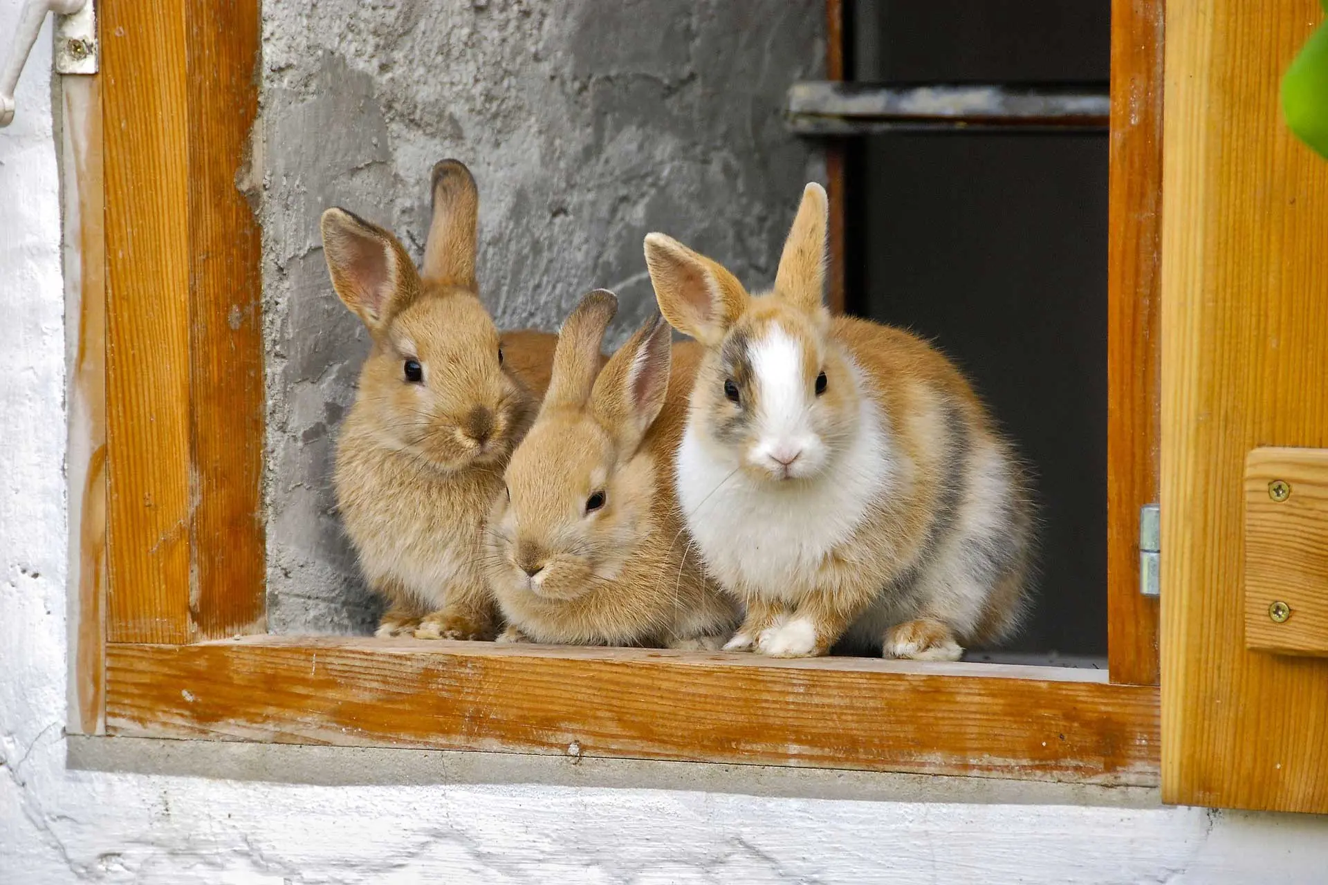 Three cute brown rabbits.