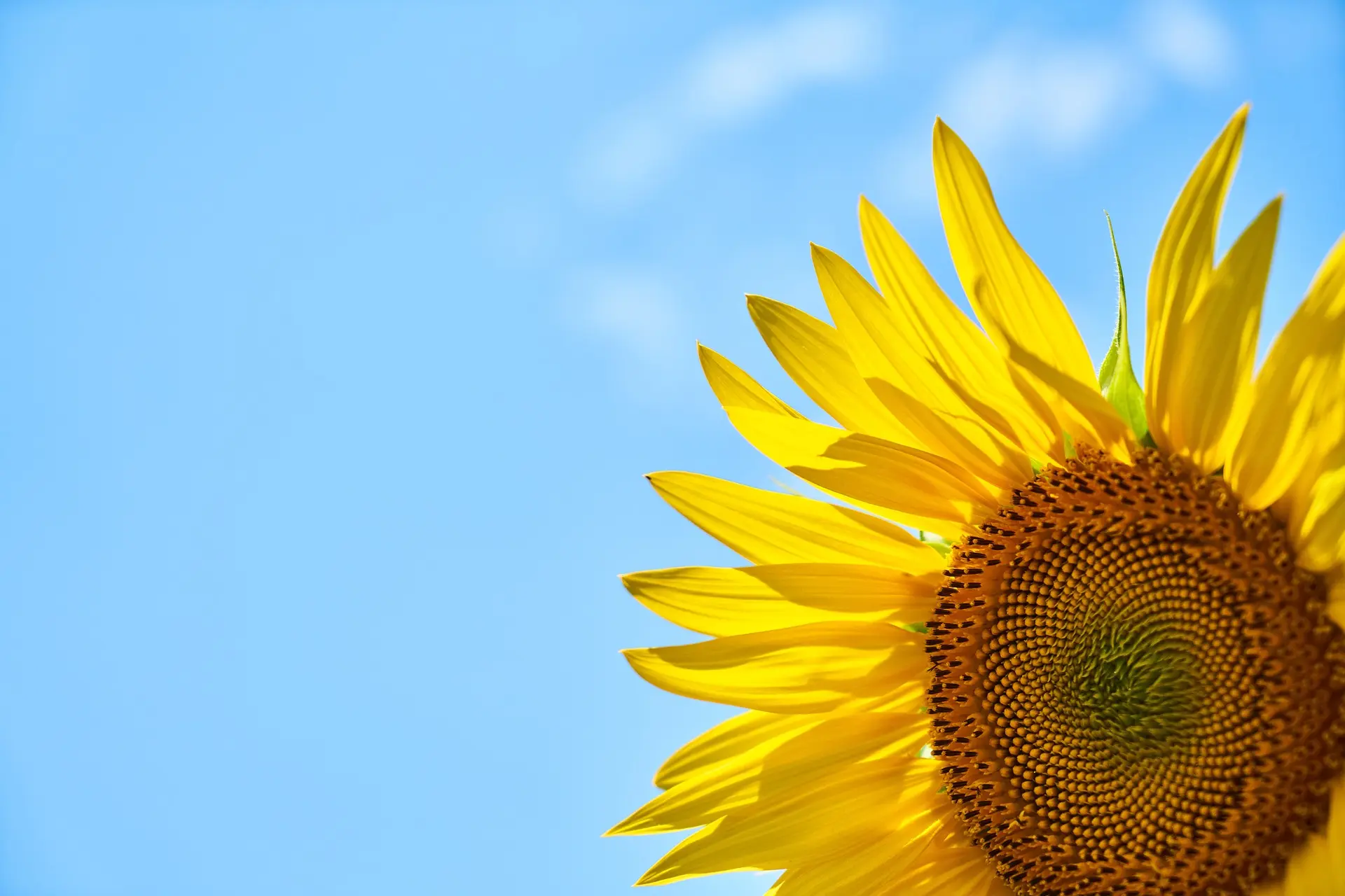 A bright yellow sunflower.