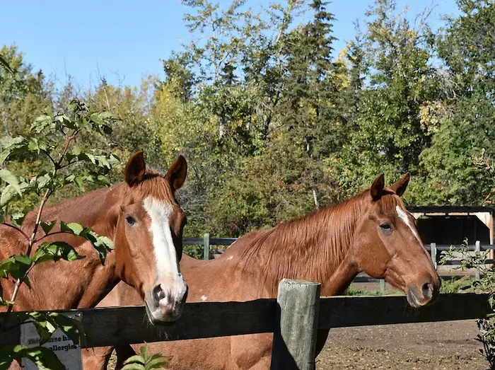 Retired horses images