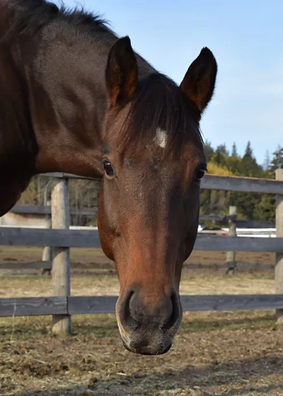 Augustus of Troy (aka Gus)