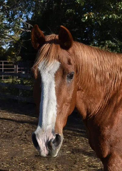 Jasper
